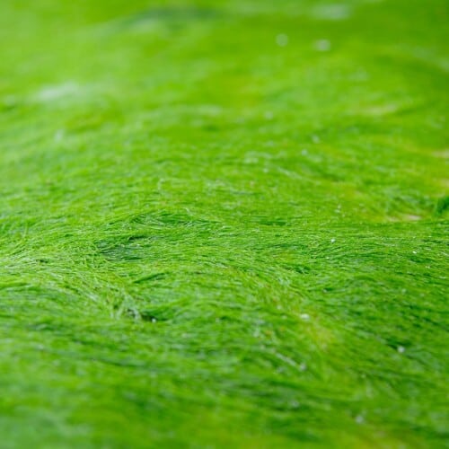 Chlorella - How healthy is the alga? Chlorella Pyrenoidosa, Chlorella Vulgaris