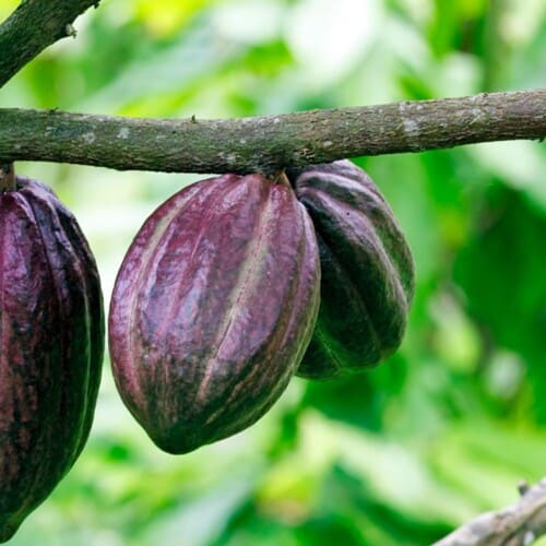 Raw cacao - Knowledge - Vegan Vibes