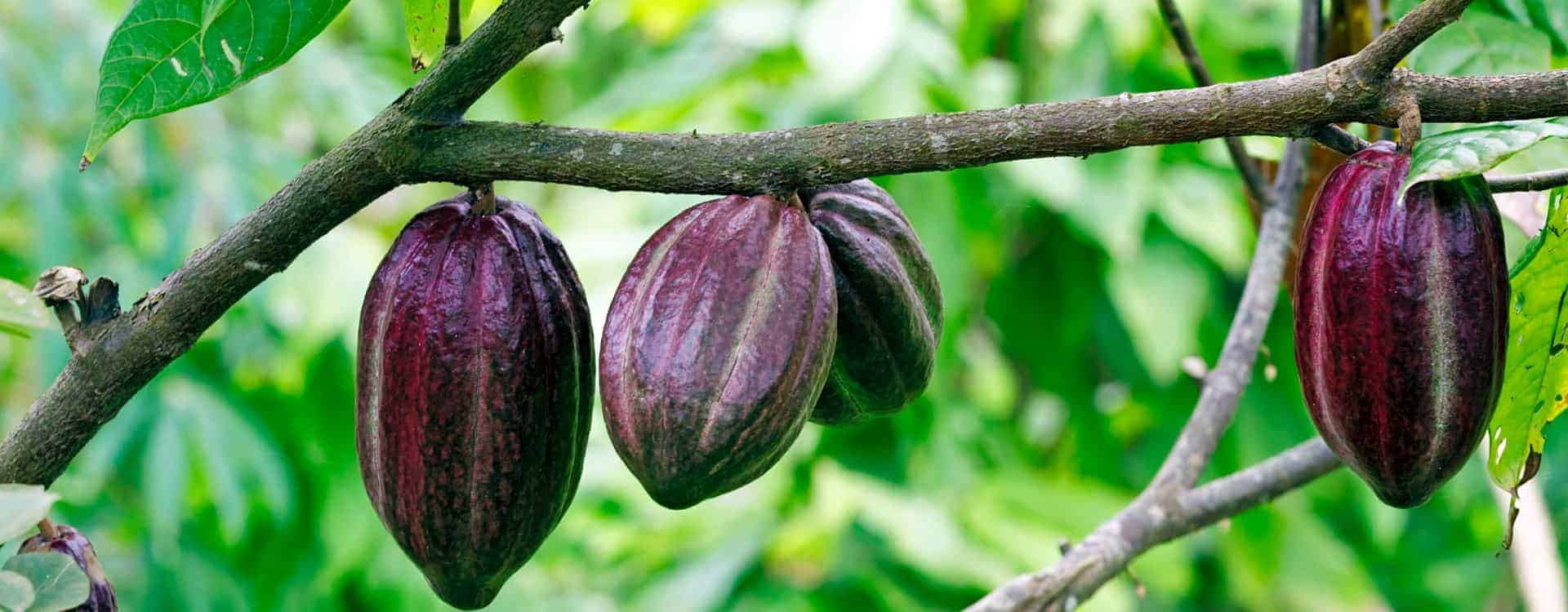 Raw cacao - Knowledge - Vegan Vibes