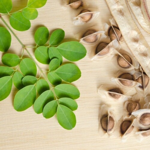 Moringa oleifera